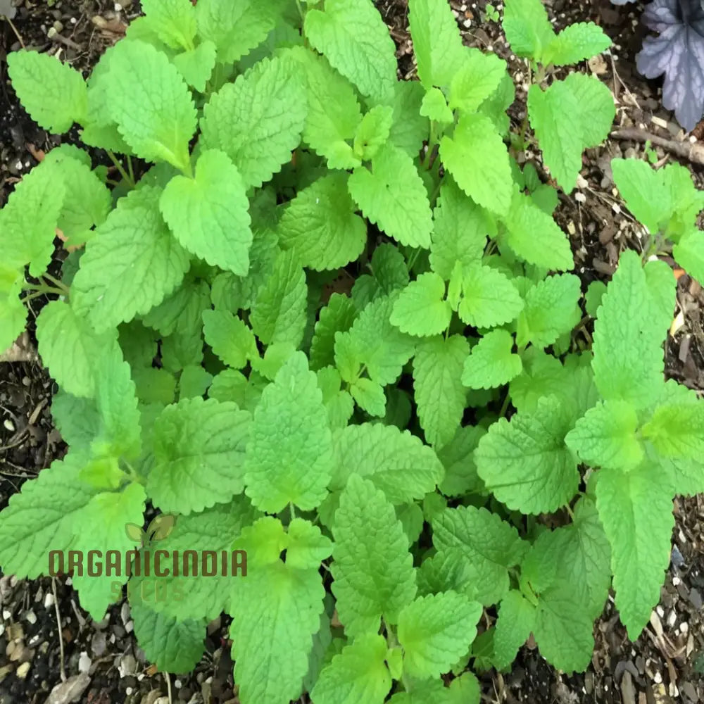 Lemon Balm Seeds for Garden Planting – Refreshing and Aromatic Herb
