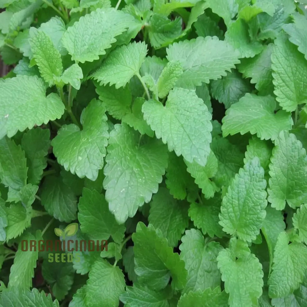 Lemon Balm Seeds for Pot and Container Gardening – Fragrant Herb Variety