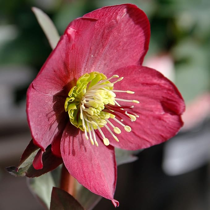 Lenten Rose seeds early blooming perennial flowers
