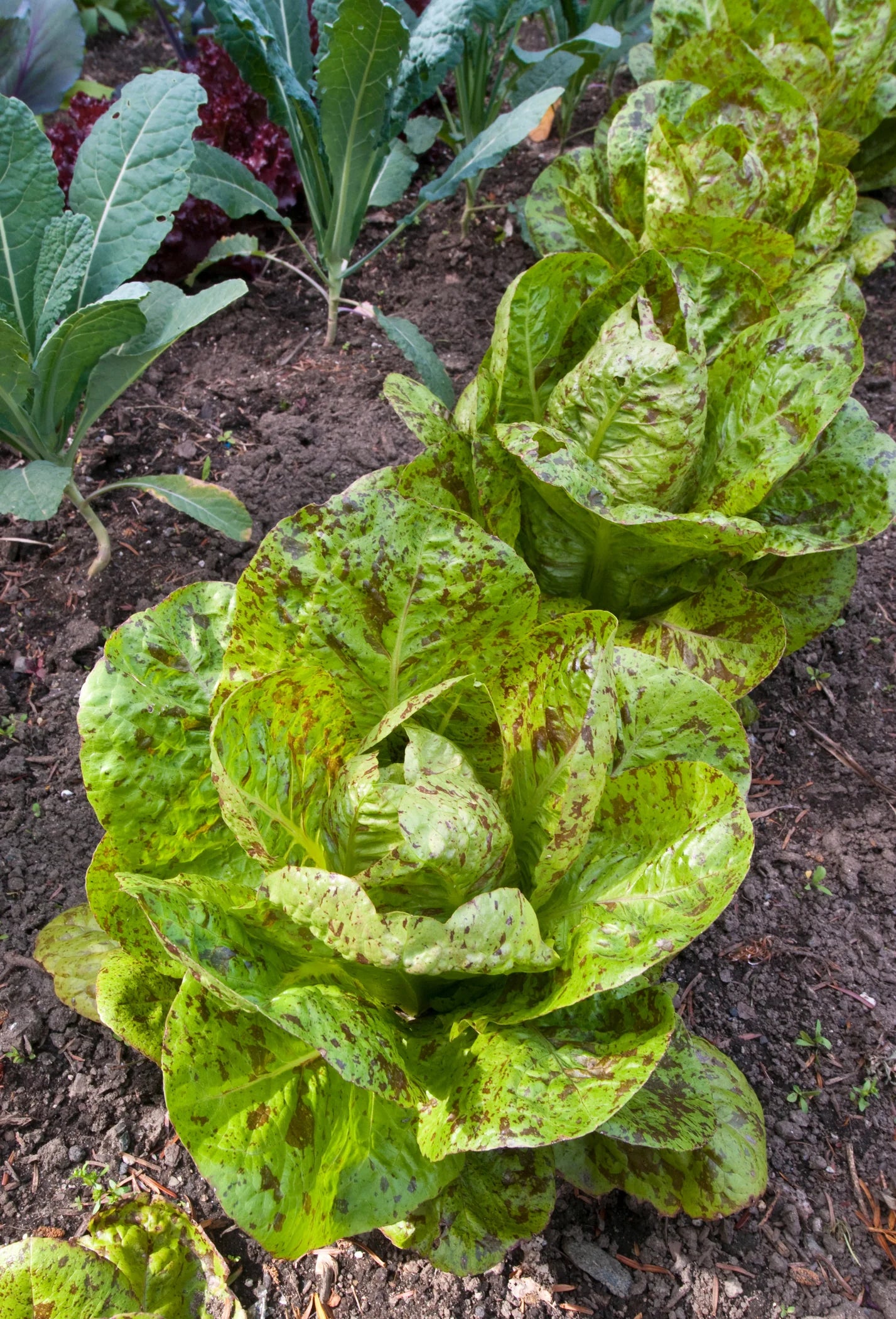 Lettuce Freckles Plants in Garden Bed from Seeds, Homegrown Vegetable Seeds