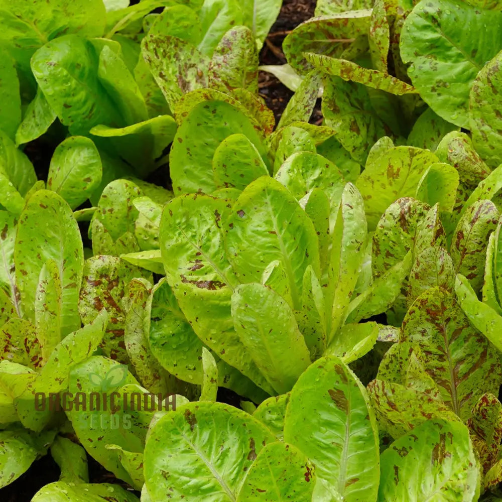Closeup of Lettuce Freckles Leaves from Seeds, Crisp and Colorful Lettuce
