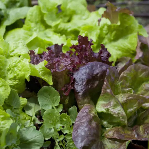 Mixed Baby Leaf Lettuce Plants in Garden Bed from Seeds, Fresh Leafy Greens