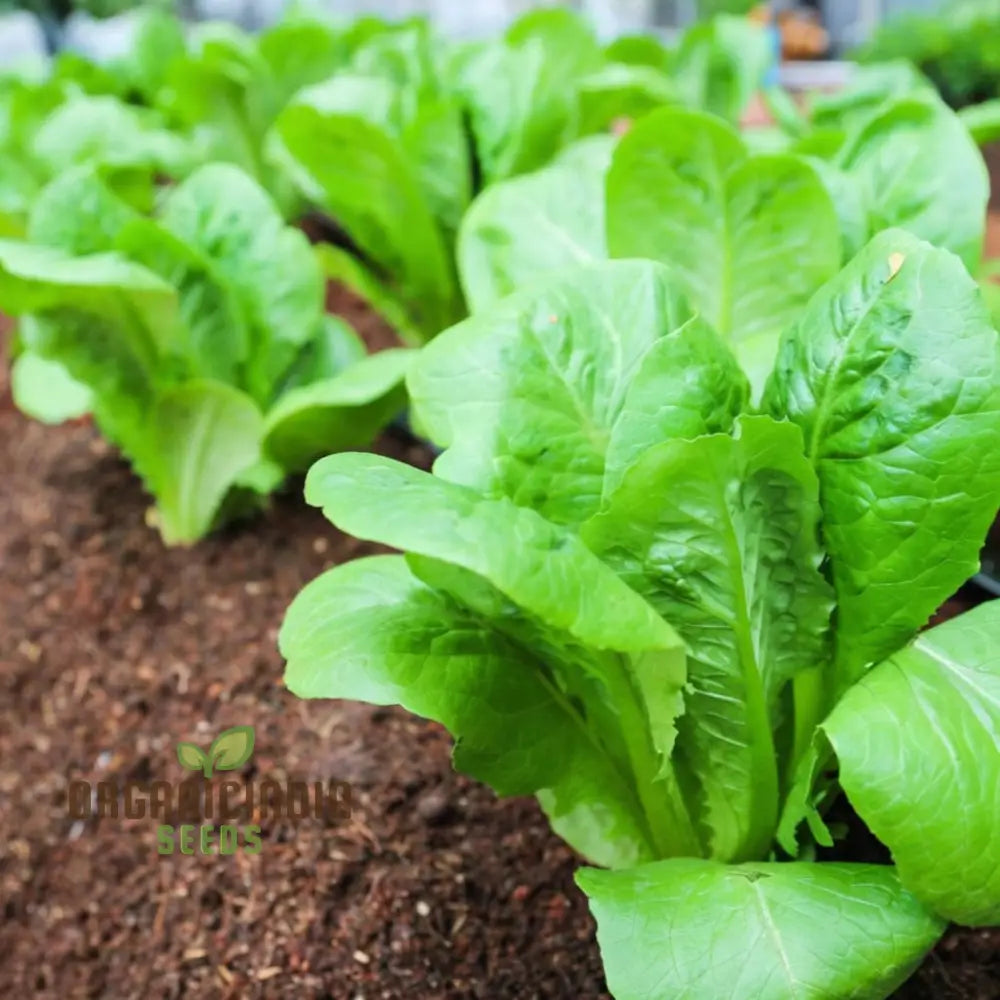 Little Gem Lettuce Seeds for Home Garden, Non-GMO Salad Greens Seeds