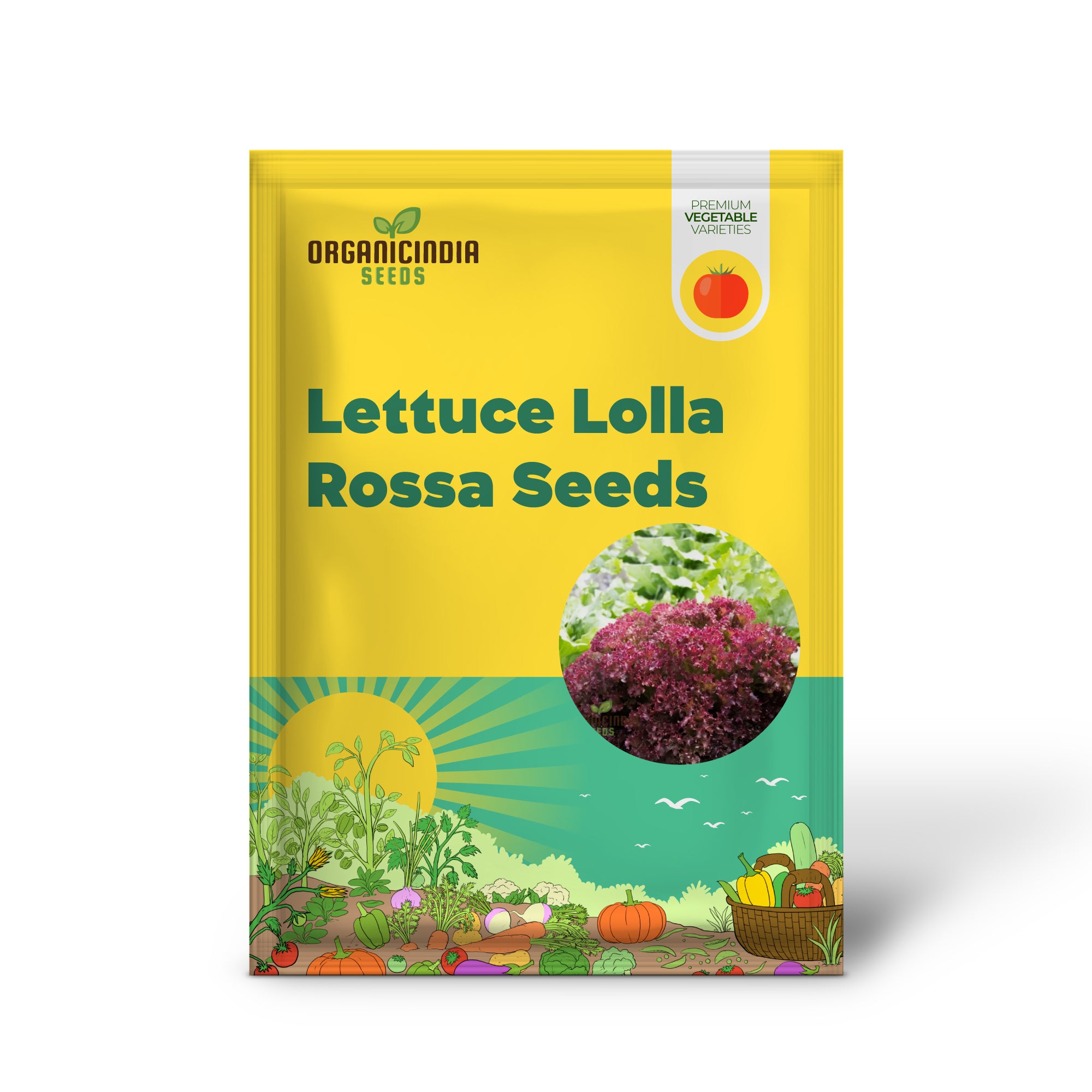 Lolla Rossa Lettuce Seedling, Early Growth Stage of Lettuce Plant