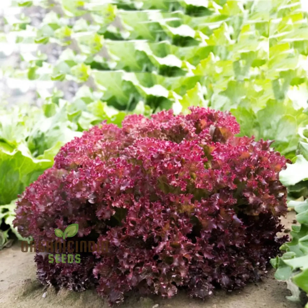 Lettuce Lolla Rossa Seeds, Non-GMO Red Leaf Lettuce for Planting