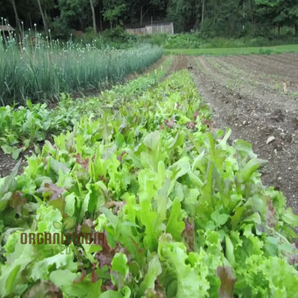Closeup of Mixed Leaf Mesclun Lettuce Leaves, Tender and Fresh