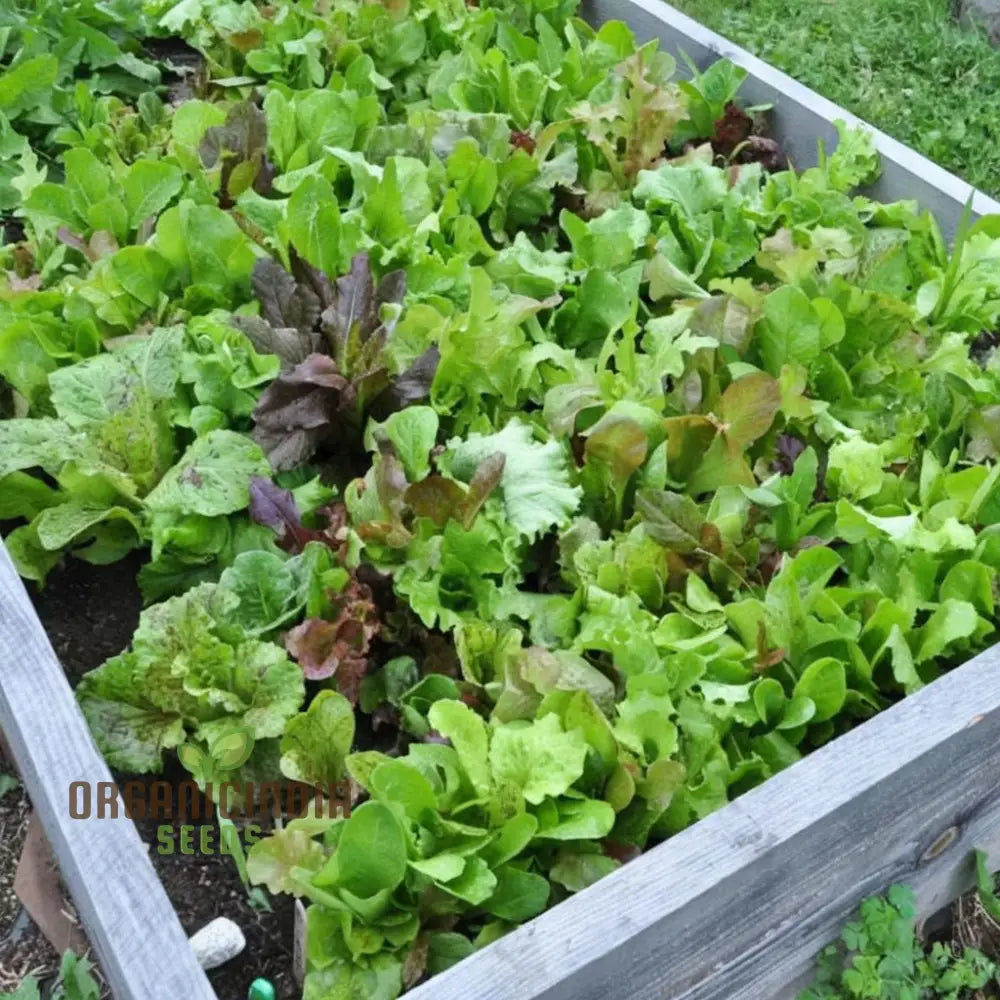 Mature Mixed Leaf Mesclun Lettuce Plant from Seeds, Colorful Salad Greens