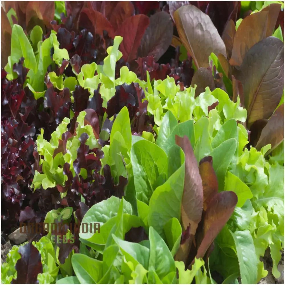 Mixed Leaf Mesclun Lettuce Seeds Packet, Premium Non-GMO Seeds for Planting