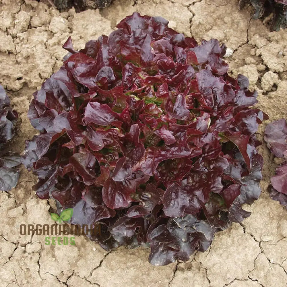Mature Navara Lettuce Plant from Seeds, Crisp Leaf Lettuce