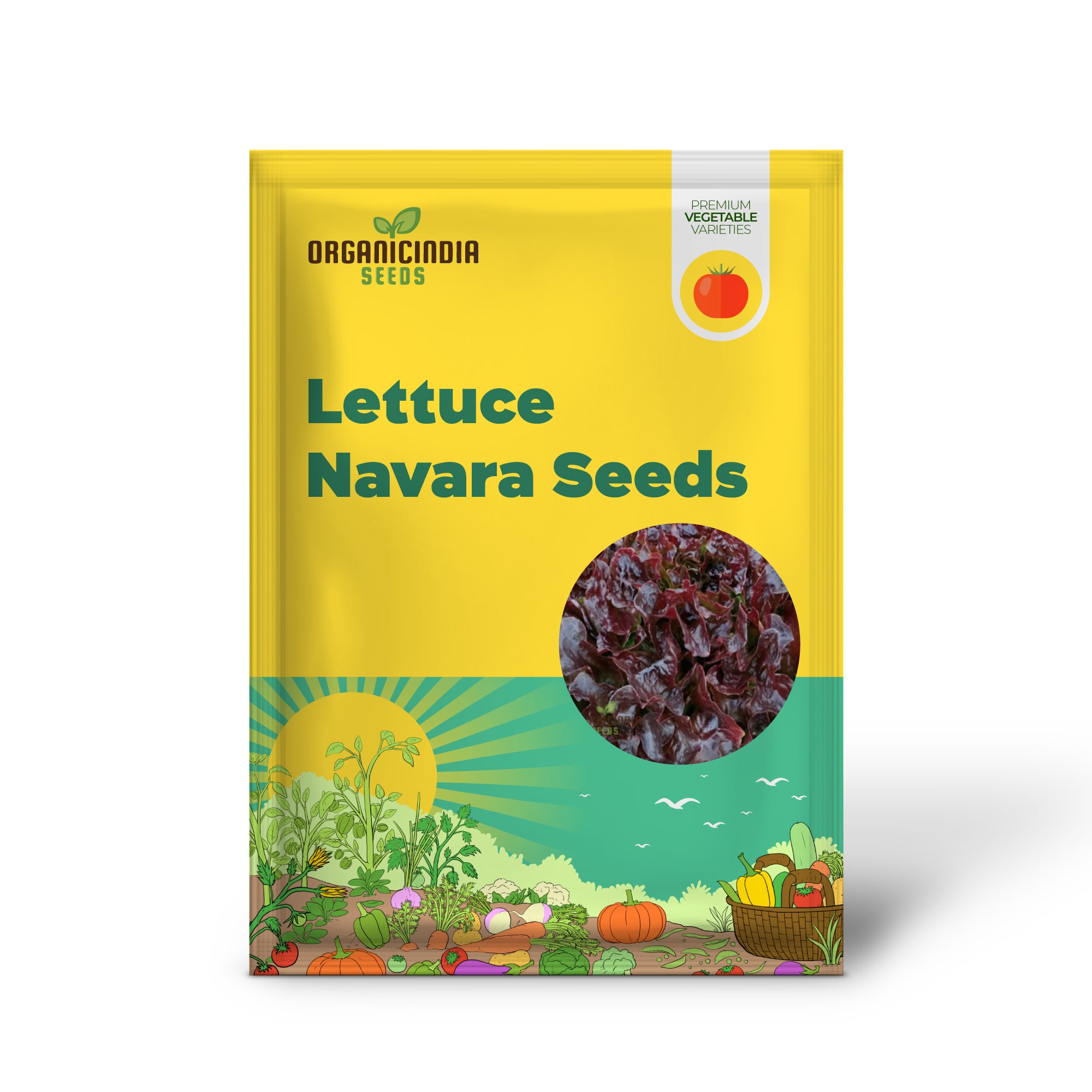 Navara Lettuce Seedling Growing from Seeds, Home Garden Lettuce Plant