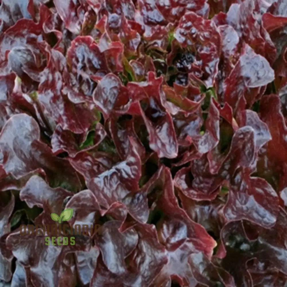 Navara Lettuce Seeds for Vegetable Garden, Easy-to-Grow Crisp Lettuce Seeds