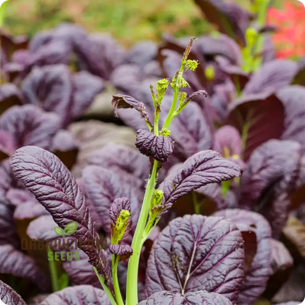 Osaka Purple Lettuce Plant in Garden Bed