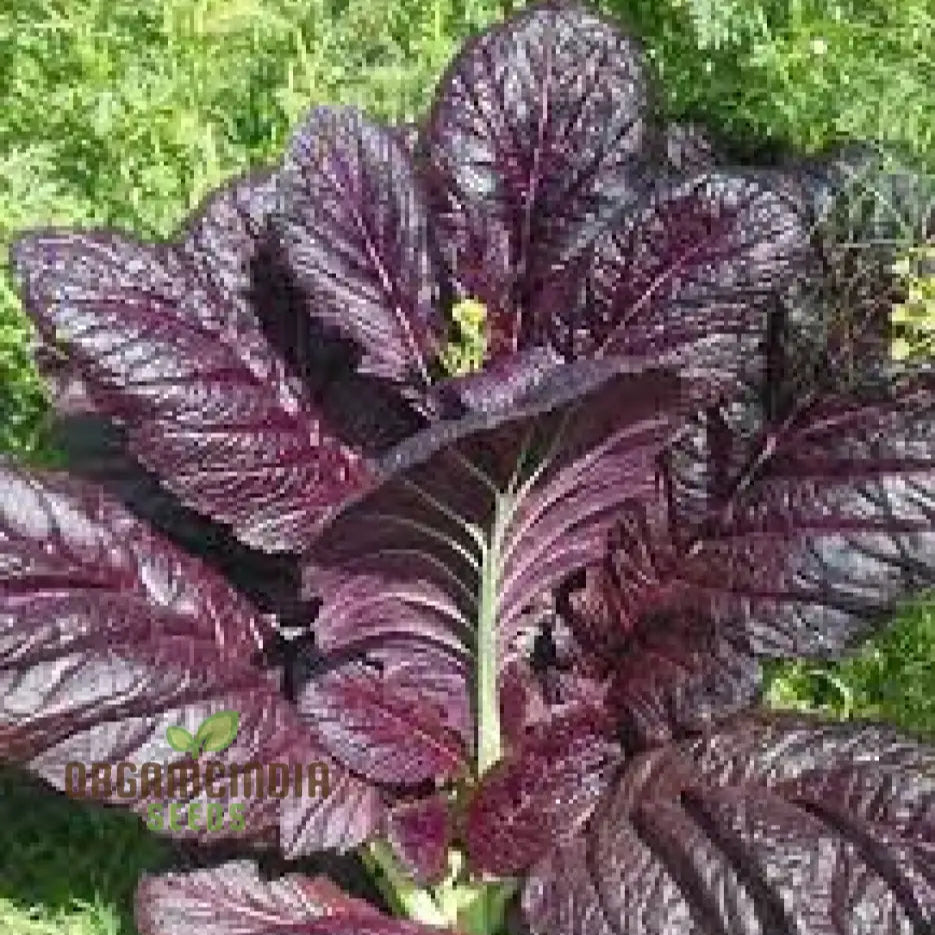 Osaka Purple Lettuce Seeds for Planting, Red Leaf Lettuce Variety