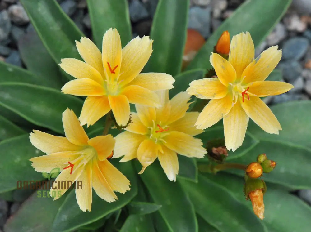 Lewisia Longipetala ’Little Mango’ Seeds – Cultivate Vibrant Beauty And Long-Lasting Blooms