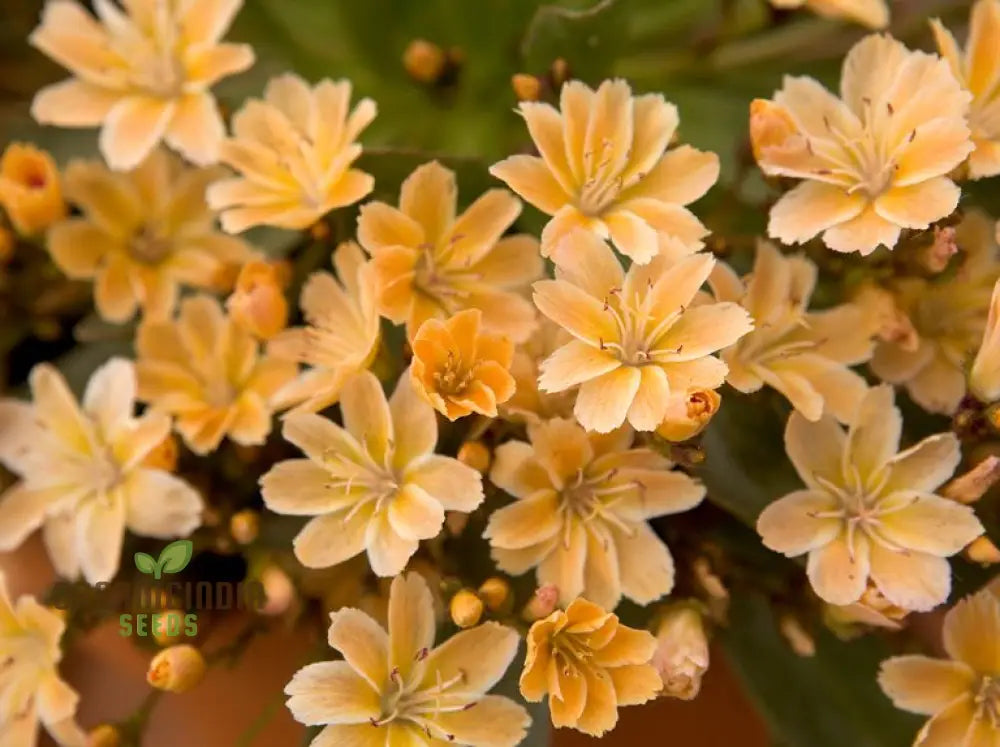 Lewisia Longipetala ’Little Mango’ Seeds – Cultivate Vibrant Beauty And Long-Lasting Blooms