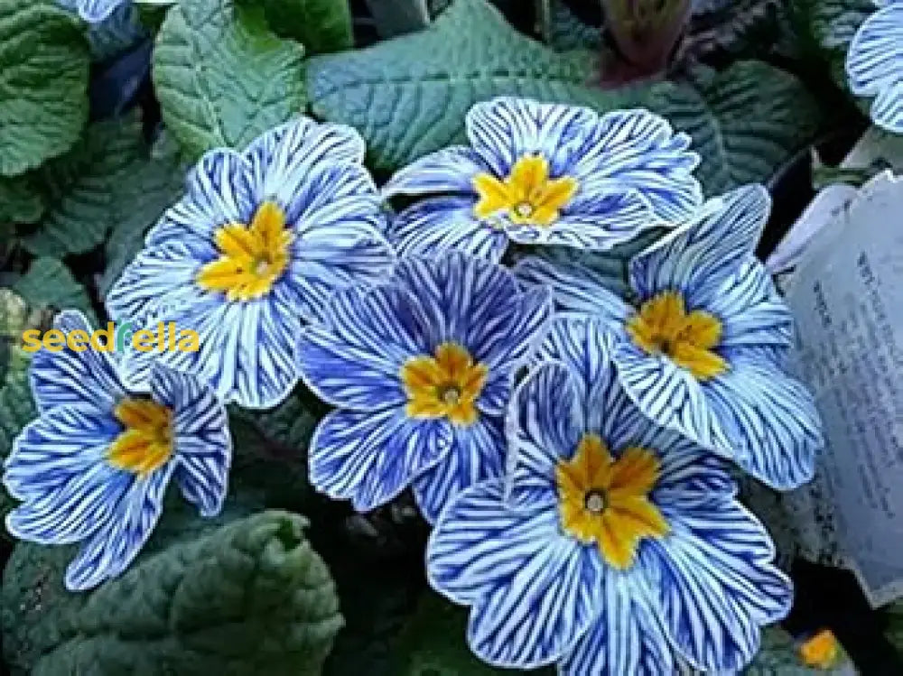 Light Blue Primula Seeds Premium European Variety for Spring Blooms