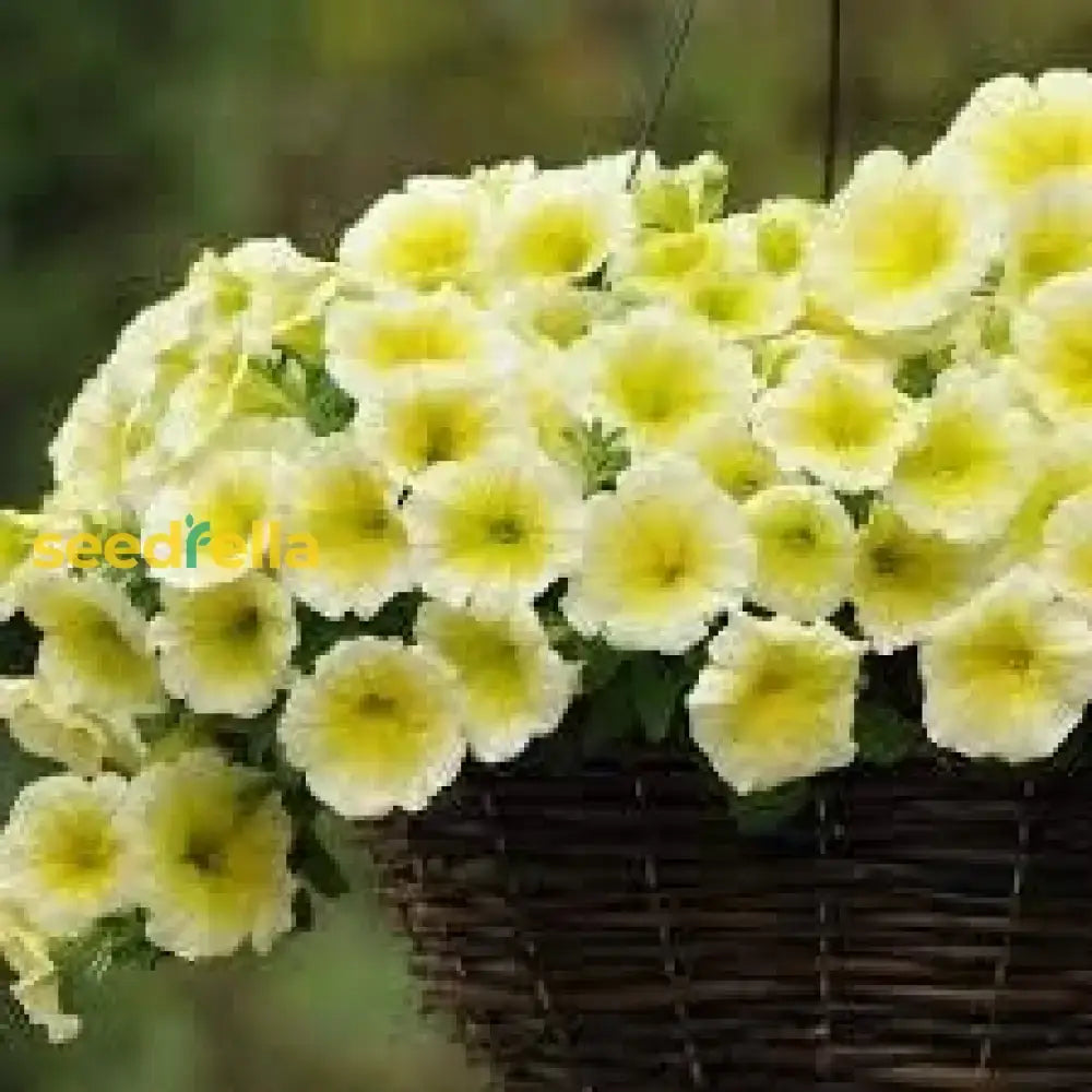 Light Yellow Petunia Seeds for Garden Planting and Annual Blooms