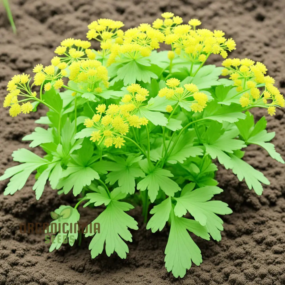 Light Green Lovage Herb Seeds with Fresh Aromatic Leaves for Planting