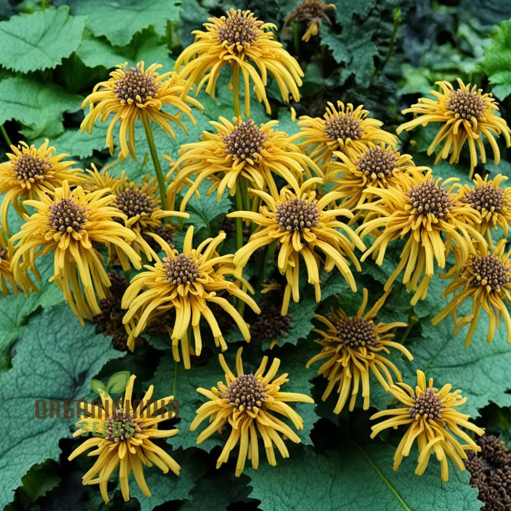 Ligularia Planting Seeds for Eye-Catching Garden Blooms