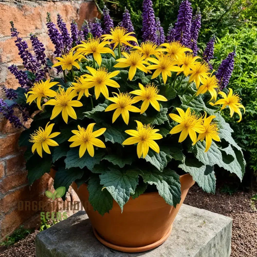Ligularia Seeds for Shade Garden Planting Perennial Blooms