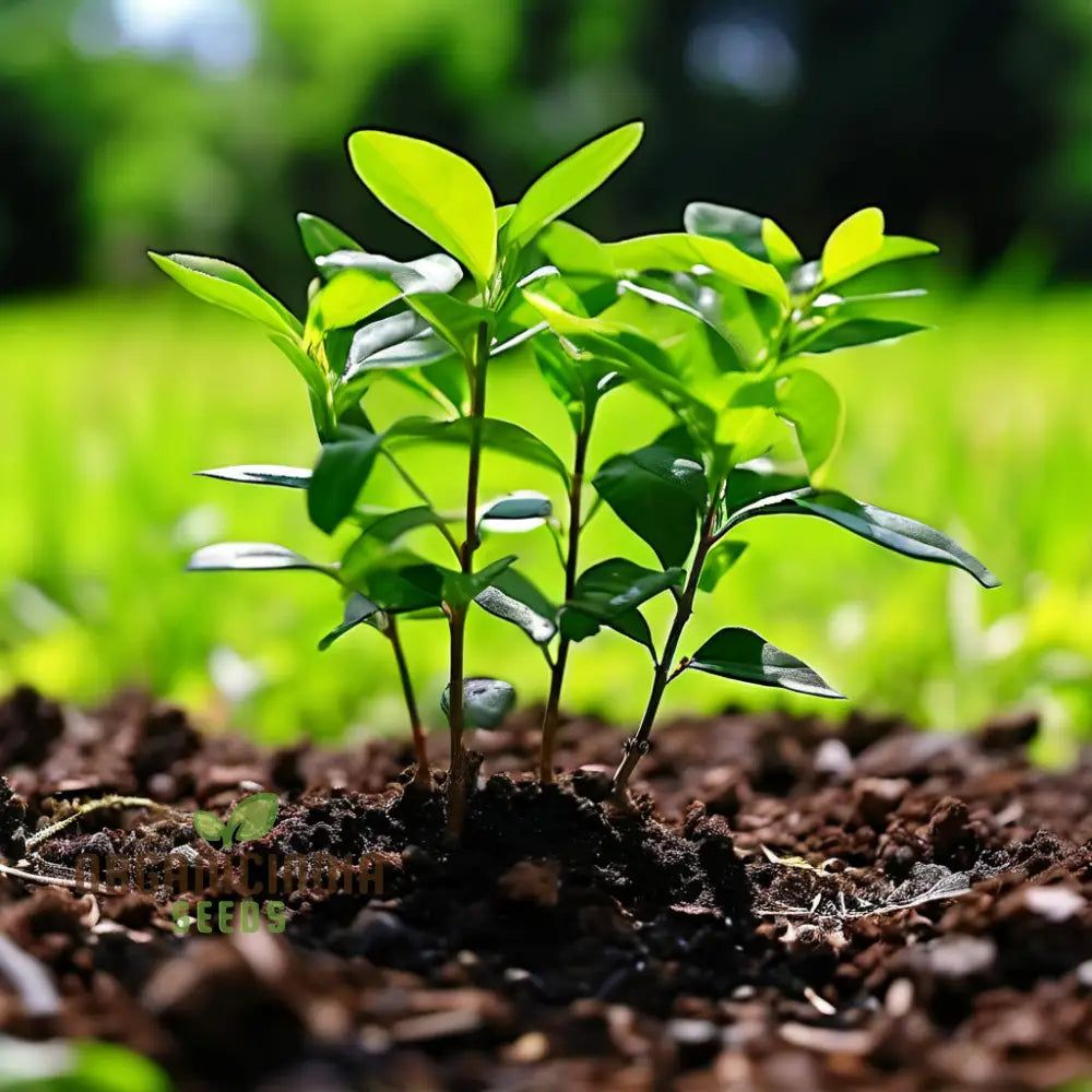Ligustrum Seeds Producing Dense Foliage for Home Garden Hedges