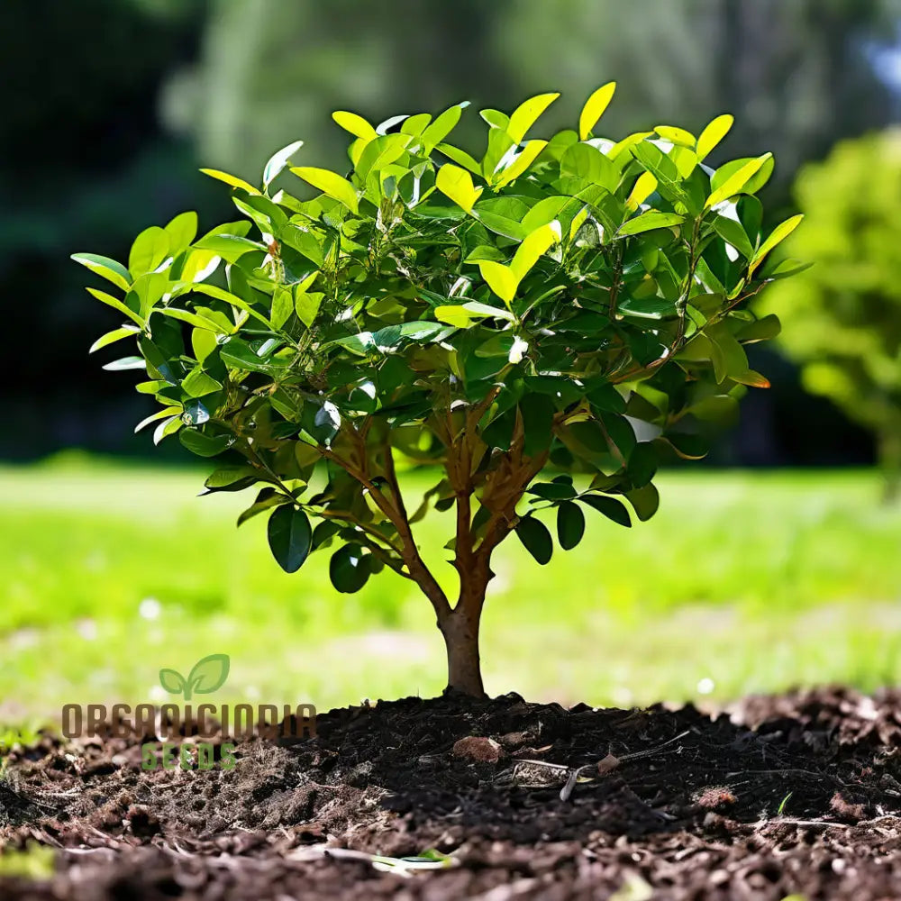Ligustrum Seeds for Vibrant Green Hedge Planting – Ornamental Evergreen Variety