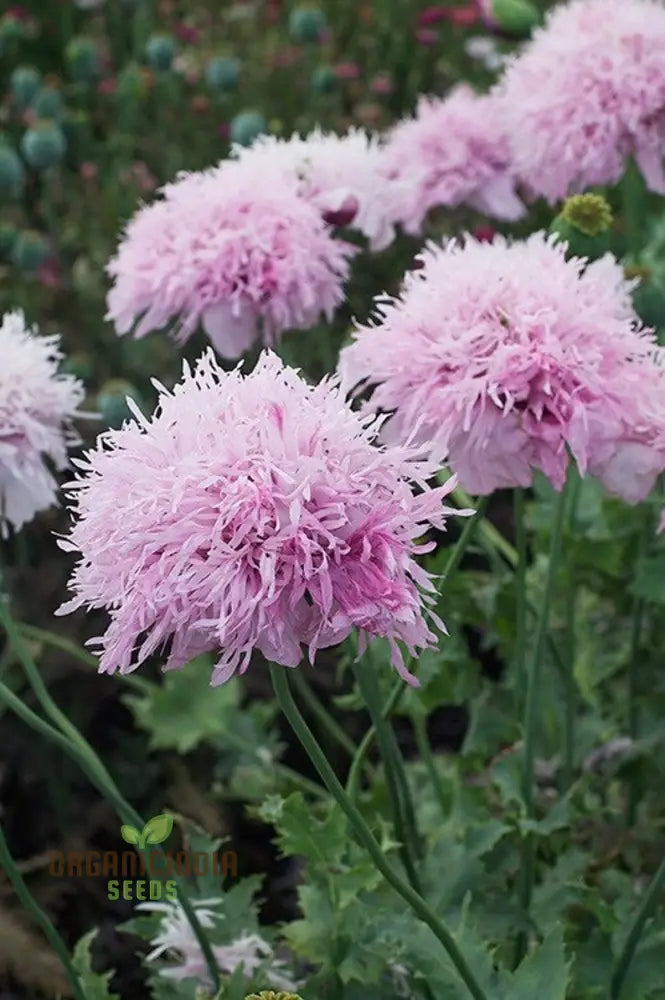 Lilac Pompom Poppy Flower Seeds For Vibrant Garden Blooms High-Quality Gardening Stunning Flowers