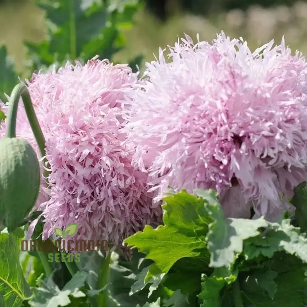 Lilac Pompom Poppy Flower Seeds For Vibrant Garden Blooms High-Quality Gardening Stunning Flowers
