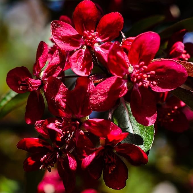 Red Lilac Seeds for Hardy Perennial Flowering Shrubs and Trees