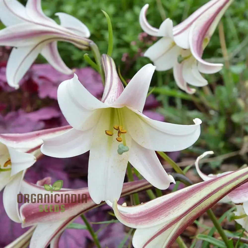Lilium Formosanum Var Seeds – Cultivate A Flourishing Landscape With Rare And Elegant Blooms!