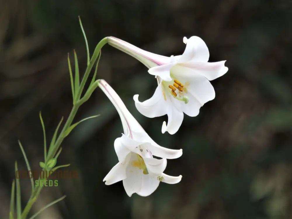 Lilium Formosanum Var Seeds – Cultivate A Flourishing Landscape With Rare And Elegant Blooms!