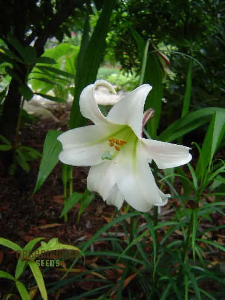 Lilium Formosanum Var Seeds – Cultivate A Flourishing Landscape With Rare And Elegant Blooms!