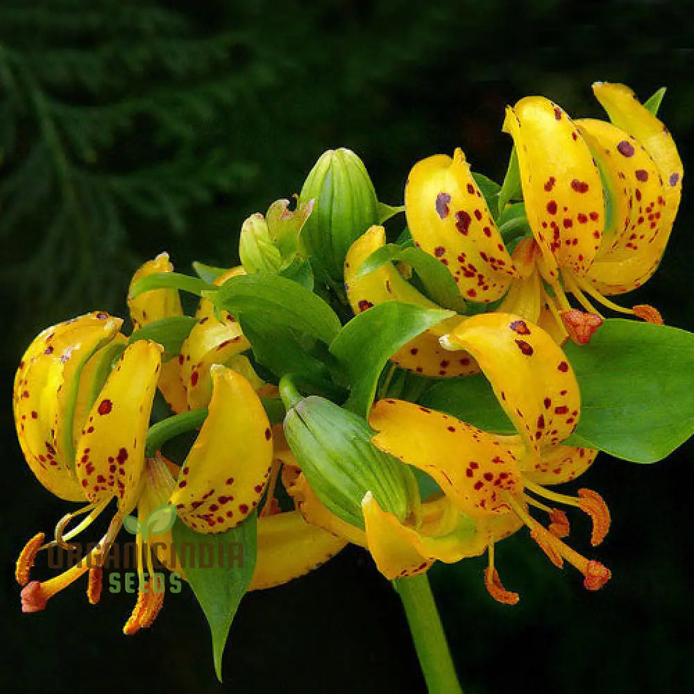 Lilium Hansonii: Premium Seeds For Your Garden’s Flourishing Beauty And Graceful Elegance!