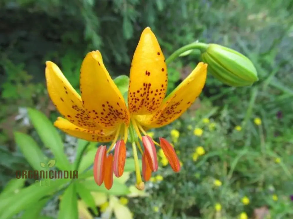 Lilium Hansonii: Premium Seeds For Your Garden’s Flourishing Beauty And Graceful Elegance!