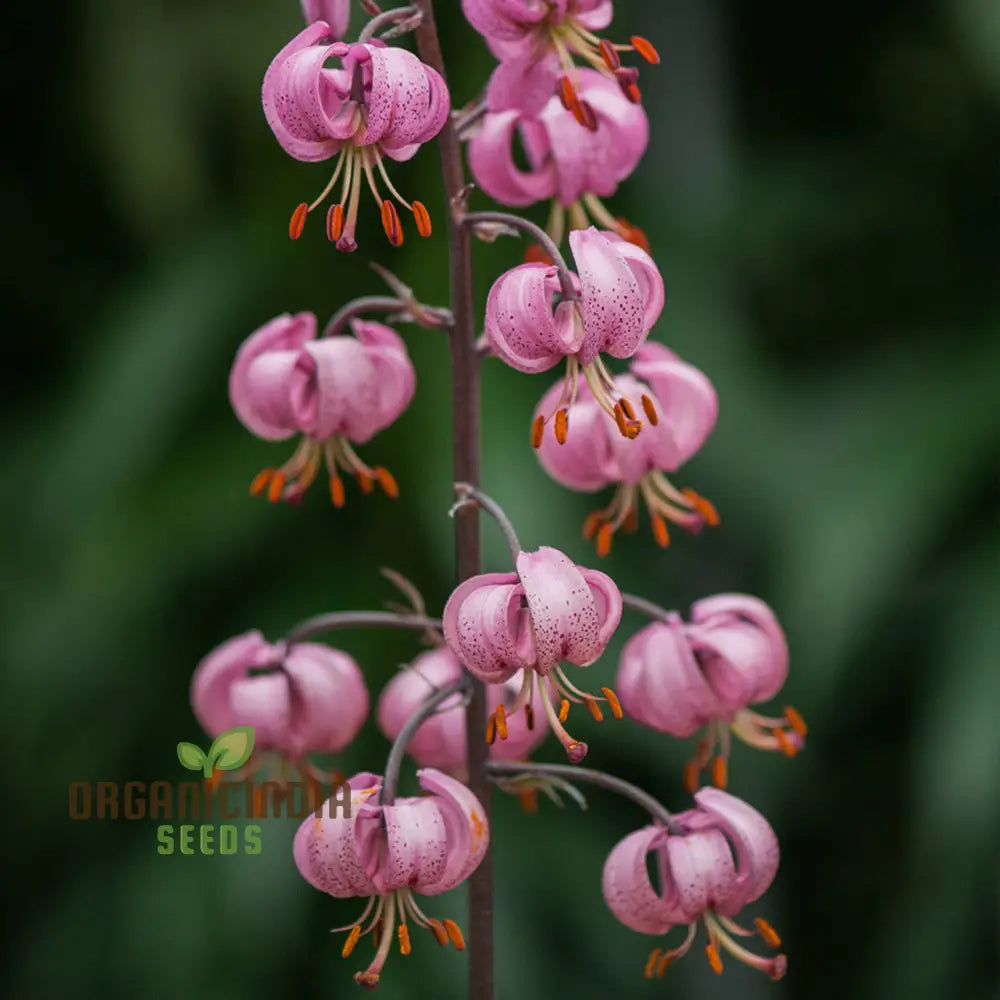 Lilium Martagon seedlings growing in pots or trays