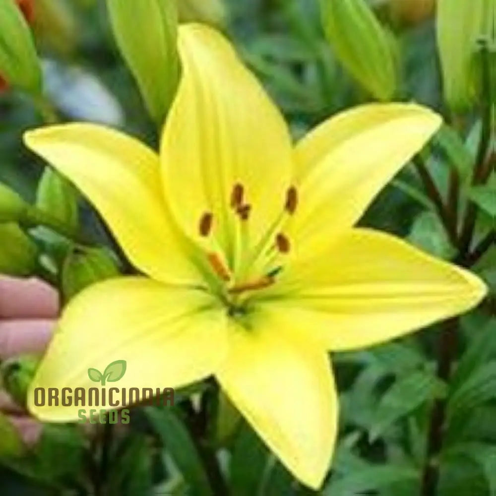 Lily-Scented Creeper Bonsai Light Yellow Flower Seeds For Planting | 100 Pcs Seeds