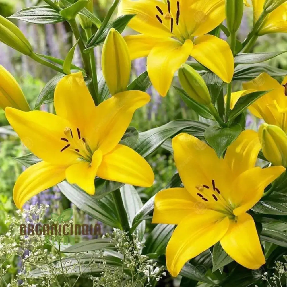 Lily-Scented Creeper Bonsai Light Yellow Flower Seeds For Planting | 100 Pcs Seeds