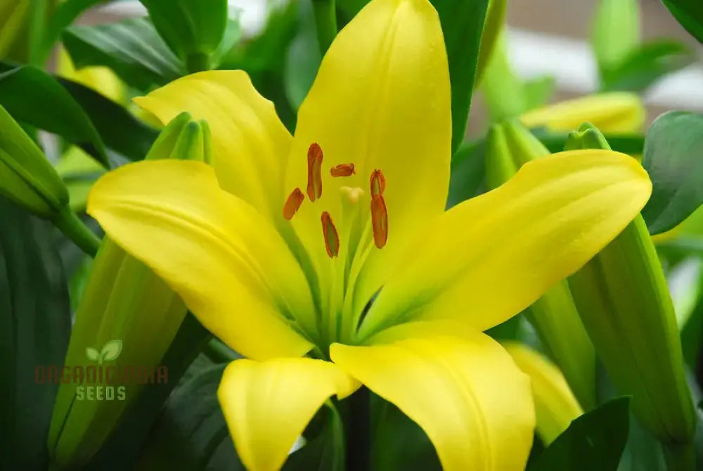 Lily-Scented Creeper Bonsai Light Yellow Flower Seeds For Planting | 100 Pcs Seeds