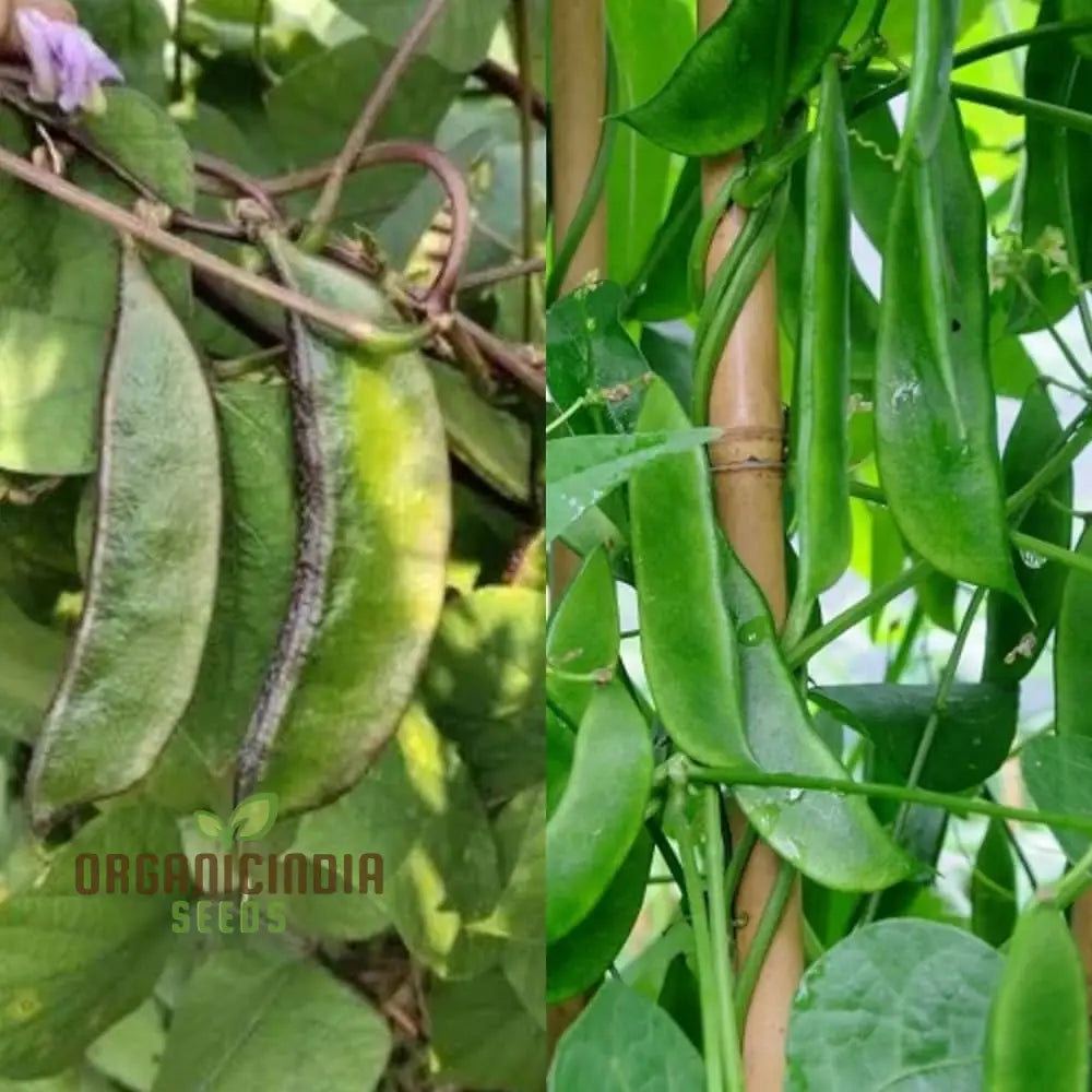 Heirloom Lima Bean Seeds for Planting, Open Pollinated Garden Seeds