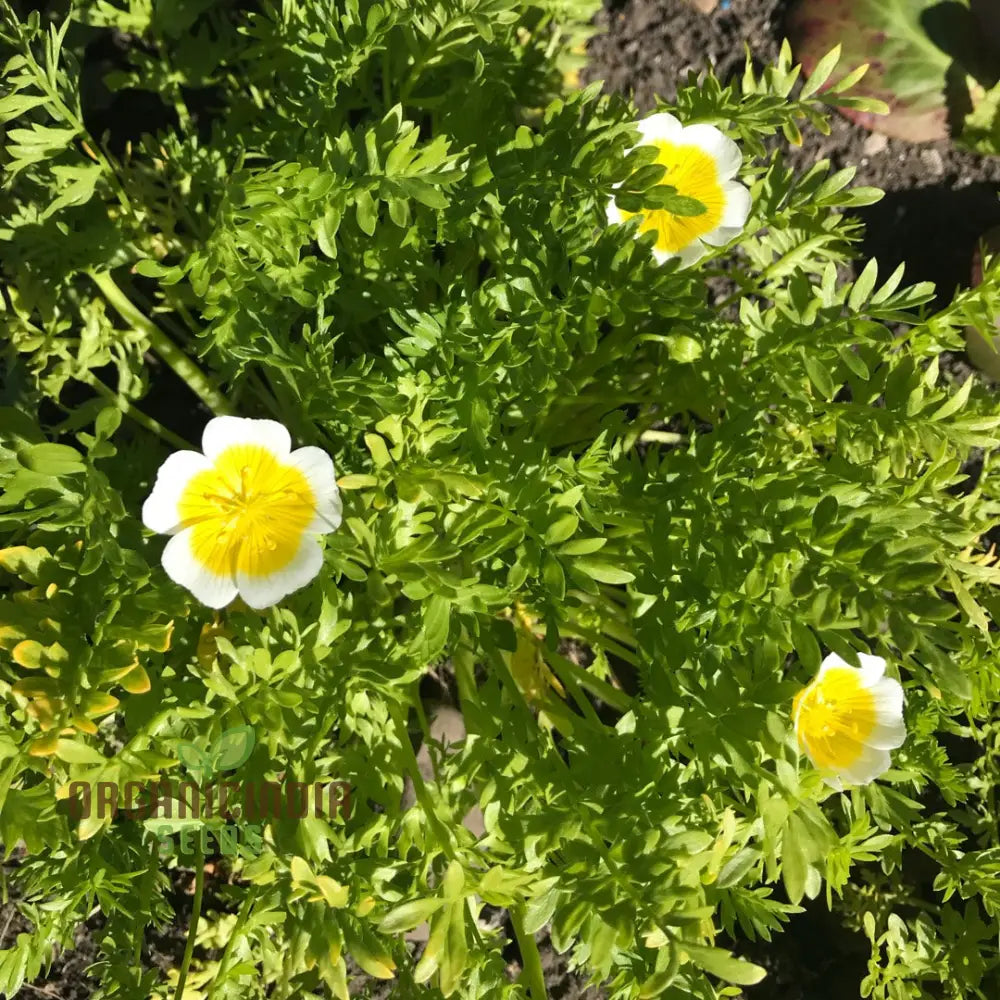 Limnanthes Douglasii Flower Seeds Premium Garden For Vibrant Blooms Enhance Your Seeds