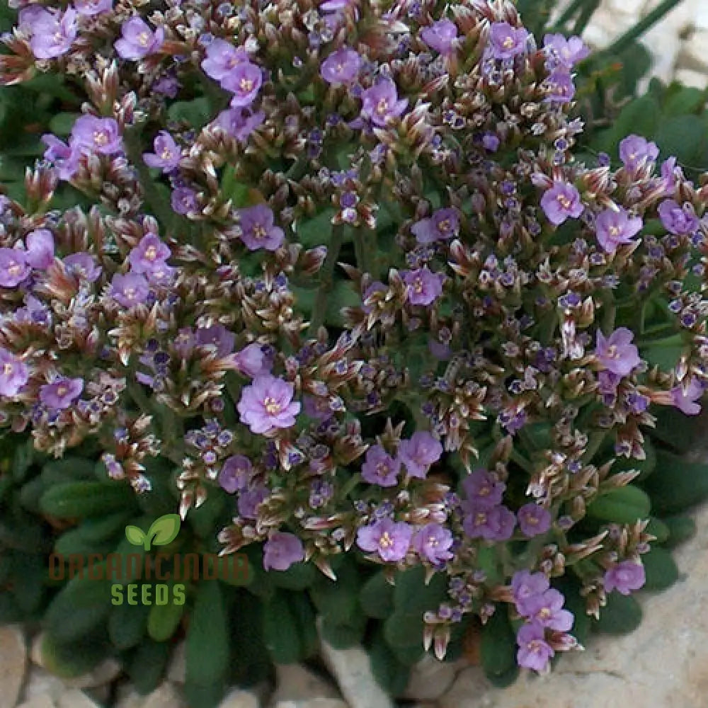 Limonium Minutum Seeds – Elevate Your Gardening Experience With Resilient Long-Lasting Blooms!