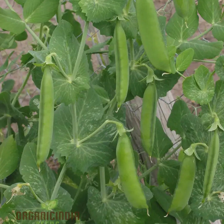 Mature Lincoln Pea Plant from Seeds, High-Yield Home Garden Vegetables