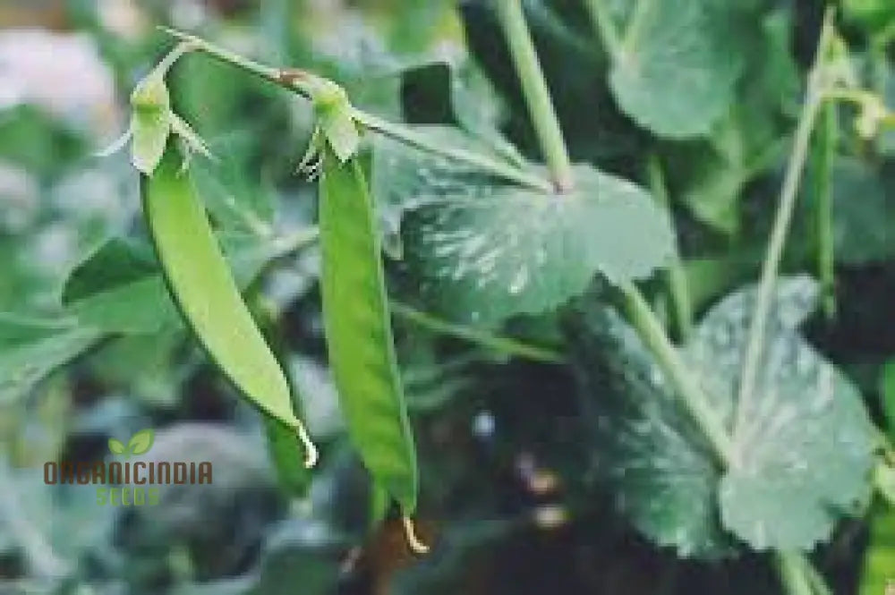 Harvested Lincoln Pea Pods from Seeds, Tender and Flavorful Garden Vegetables