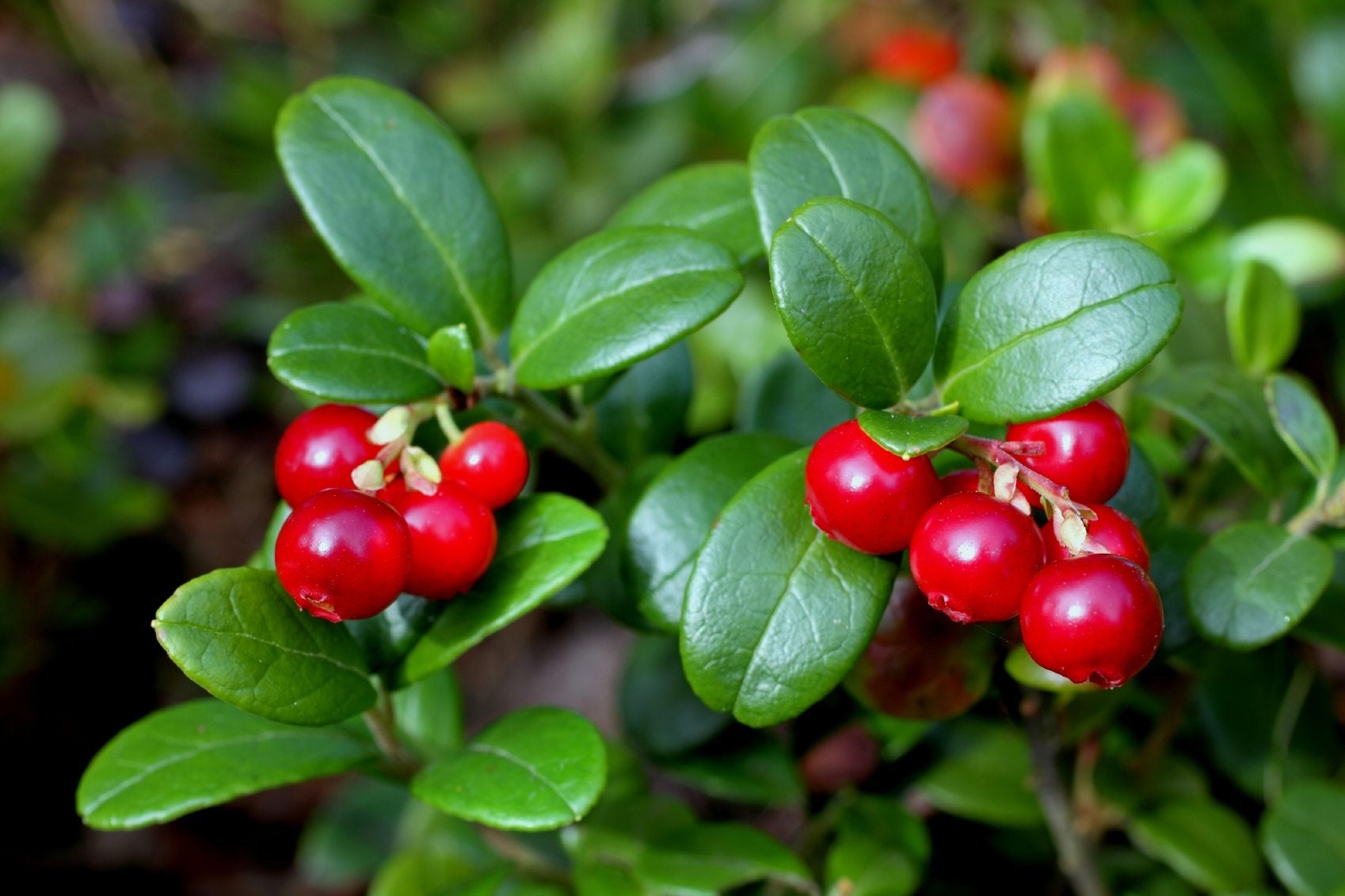 Lingonberry shrub seedlings growing in cool climate