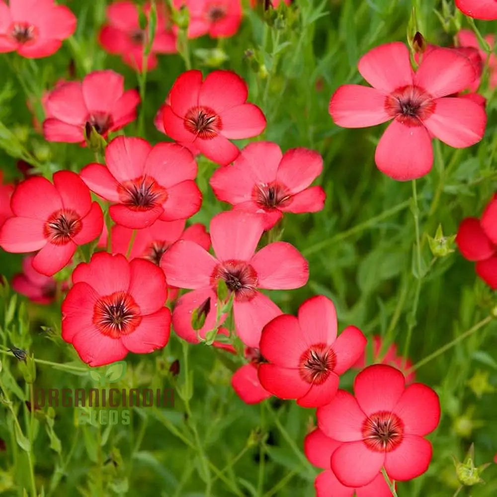 Linum Red Seeds - Vibrant Garden Bloom Easy To Grow Long-Lasting Floral Beauty For Your