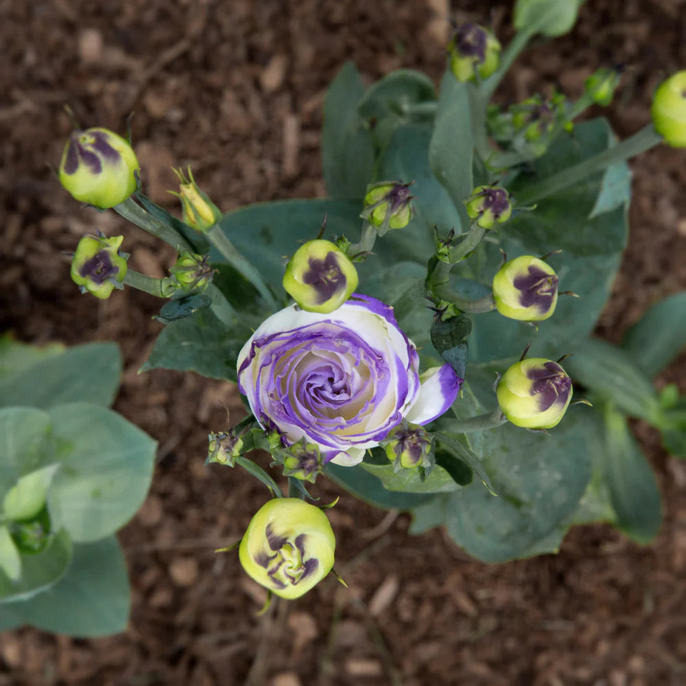 High-quality Lisianthus flowers ideal for bouquets