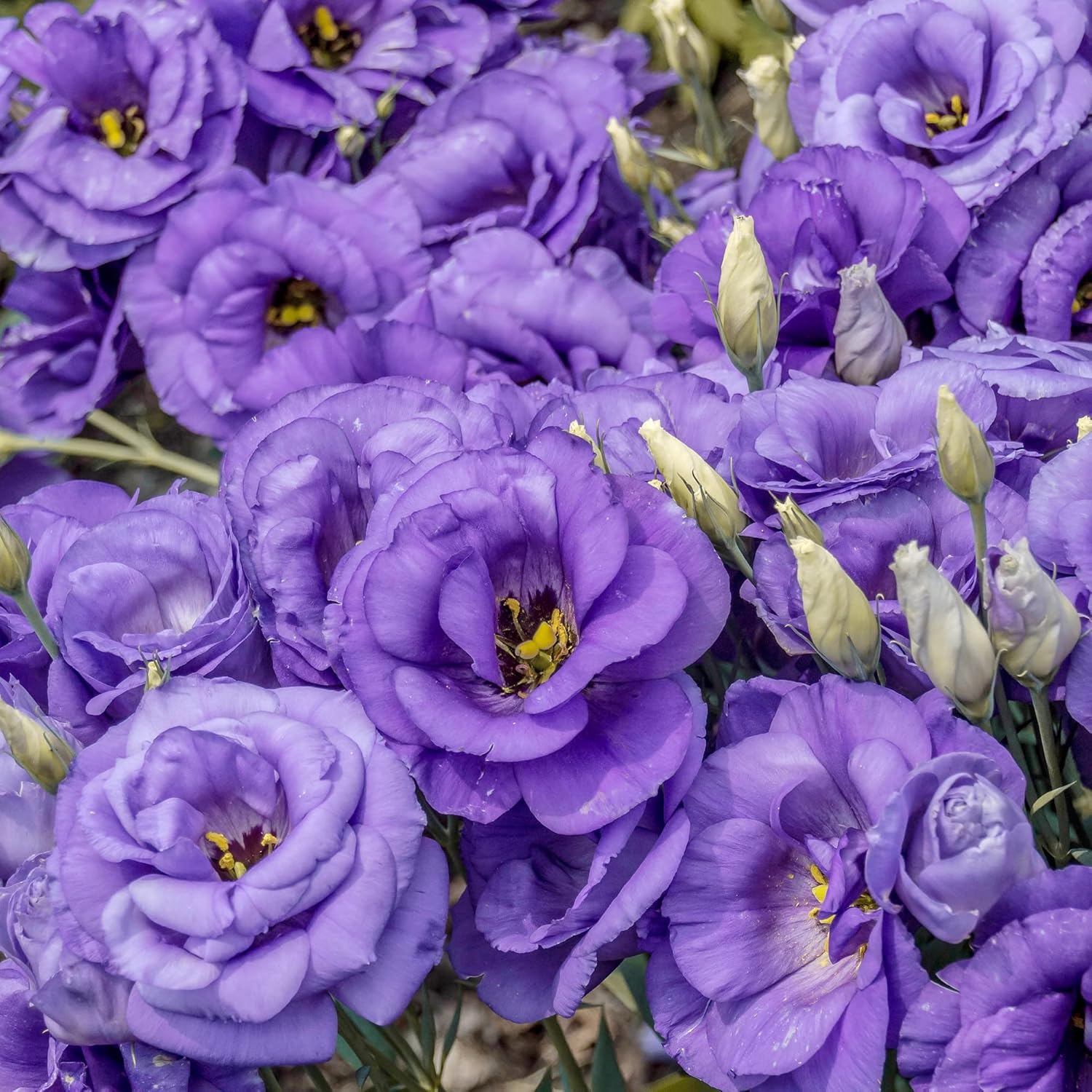 Lisianthus Eustoma Growing in Cut Flower Garden Beds