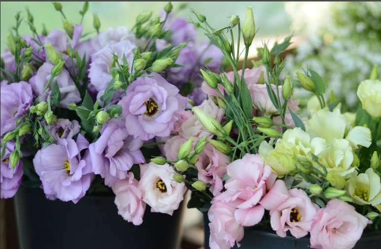 Lisianthus Seeds for Cut Flowers and Garden Borders