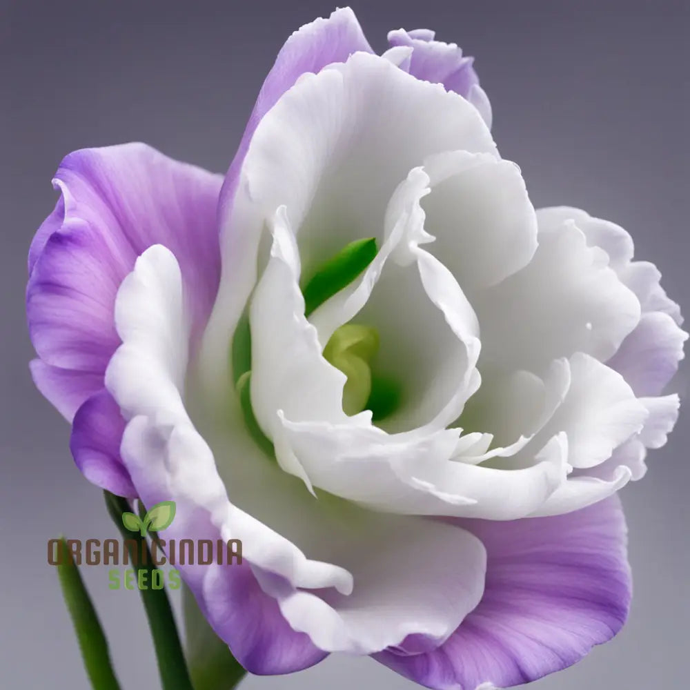 Lisianthus Garden Flower Seeds for Beautiful Summer Blooms