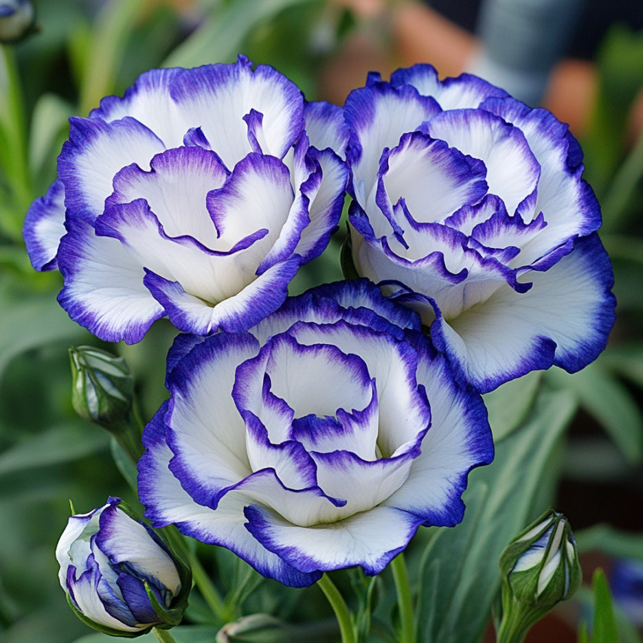 Lisianthus Rosita 2 Blue Picotee flower seeds for planting